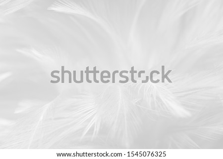 Beautiful white feather wool pattern texture background