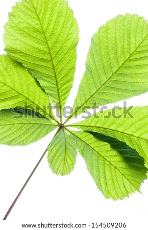 Green chestnut leaf in spring isolated, in front of sky