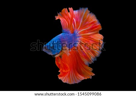 Blue with orange tail  Betta Siamese fighting fish, betta splendens (Halfmoon betta, Pla-kad (biting fish) isolated on black background. File contains a clipping path.