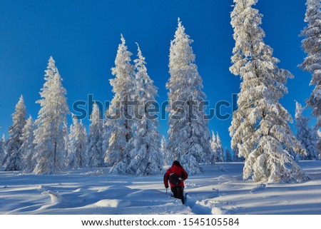 The traveler goes through snow-covered larches up Kolyma Arkagala-Pass