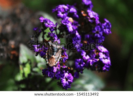 Photo with lilac flowers and a bug. Bedbug close-up on flowers.