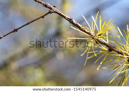 Larch branch with yellow and orange needles closeup macro photography. Autumn conifer in the forest or park. Copy space for text