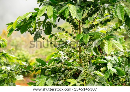 The tree Arabica coffee  its result of it is called cherries they are starting to ripen so there are colors red yellow green mingle on a branch and green leaves look natural to look beautiful.