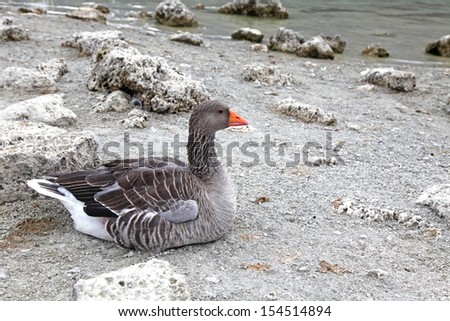 Geese at lake Kournas at island Crete, Greece
