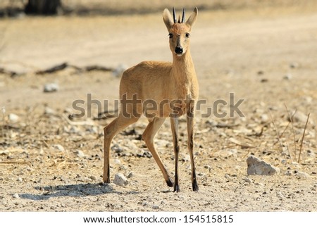 Duiker, common - Wildlife Background from Africa - Long legs for long strides
