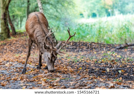 Red Deer Stag stands on the path of a walking route and looks at the ground to see if there is any food left between the leaves