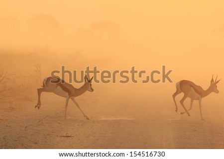 Springbok - Wildlife Background from Africa - Through the Golden dust of a Sunset Background