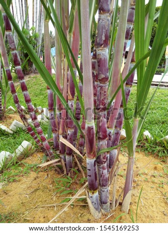 Sugar cane agriculture in Asia. Black Sugar cane growing at the backyard.