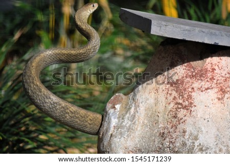 Snake coming out of it's pot hole to search it's prey.