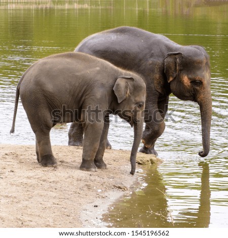 Asian elephant in the zoo bathing in the water