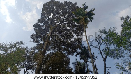 pine tree plantations that rise high