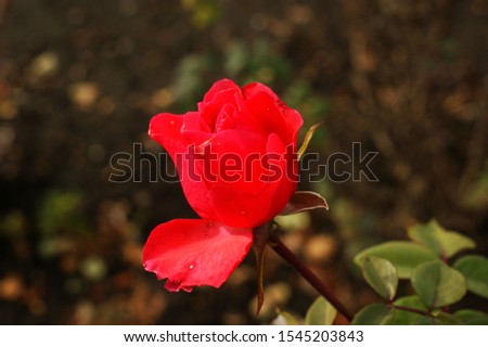 Beautiful red flower in garden. Red flower. Flower in garden at sunny summer or spring day. Flower for postcard beauty decoration and agriculture concept design.