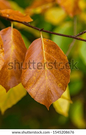 A colourful autumnal leaf on a tree, with a shallow depth of field