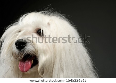 Portrait of an adorable Maltese looking satisfied