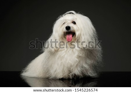 Studio shot of an adorable Maltese sitting and looking satisfied