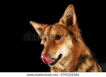 Portrait of an adorable shepherd dog licking his lips