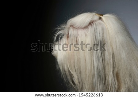 Portrait of an adorable Maltese looking shy