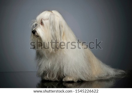 Studio shot of an adorable Maltese sitting and looking curiously