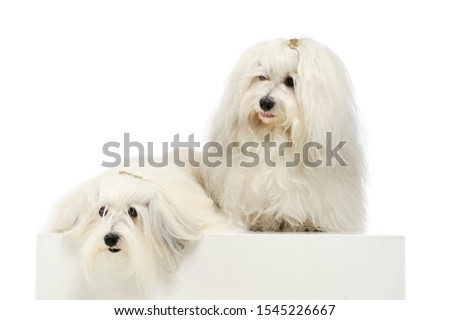 Studio shot of two adorable Malteses sitting and looking satisfied