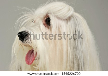 Portrait of an adorable Maltese looking satisfied