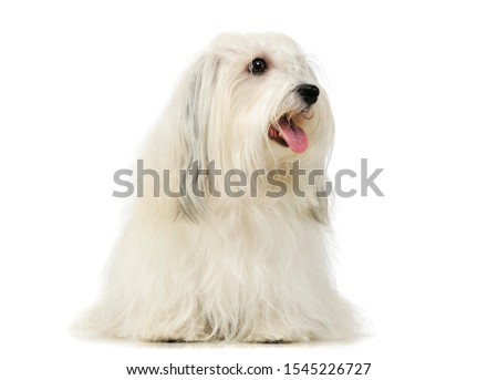Studio shot of an adorable Maltese sitting and looking