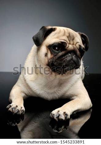 Studio shot of an adorable Pug lying and looking curiously