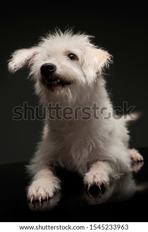 Studio shot of an adorable mixed breed dog looking curiously