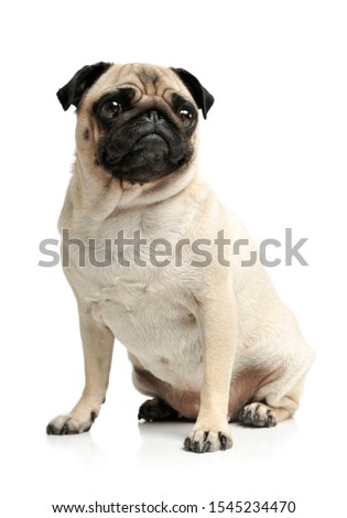 Studio shot of an adorable Pug sitting and looking curiously at the camera