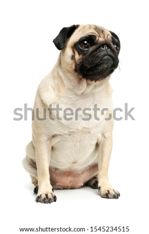 Studio shot of an adorable Pug sitting and looking curiously