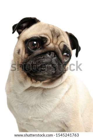 Portrait of an adorable Pug looking curiously