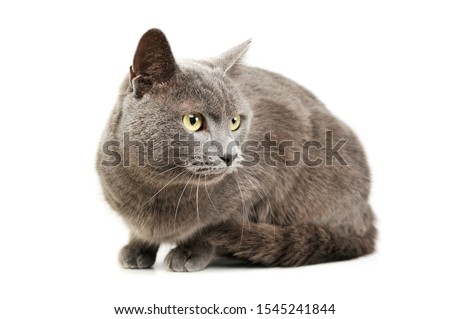 Studio shot of an adorable British shorthair cat lying and looking curiously