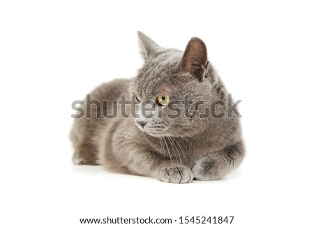 Studio shot of an adorable British shorthair cat lying and looking curiously