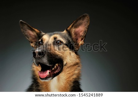 Portrait of an adorable German shepherd looking satisfied