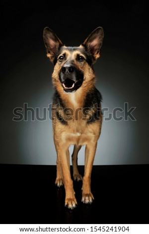 Studio shot of an adorable German shepherd standing and looking curiously