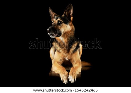 Studio shot of an adorable German shepherd lying and looking curiously