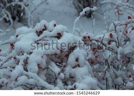 a branch of barberry with red berries under the snow. first snow in October