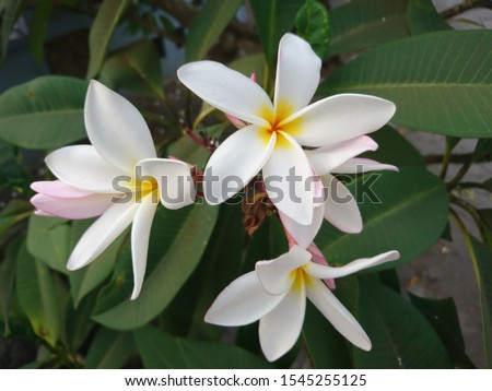 A white flowers of frangipani or plumeria with green leaves background