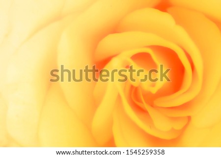 Background of red, yellow, pink flowers. Macro, petals, rose / chrysanthemum. Blooming flowers. Nature concept