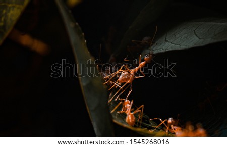 Red Fire Ants on a leaf