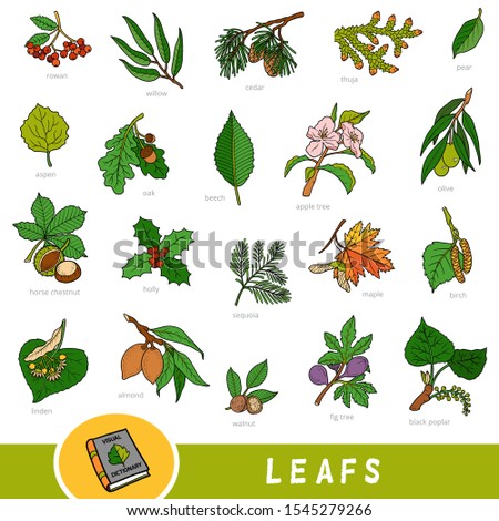 Colour set of leaves and fruits, collection of vector nature items. Cartoon visual dictionary for children about trees