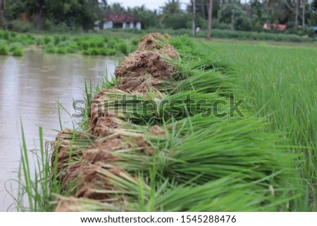 the paddy cultivation is famous in thanjavur Delta
