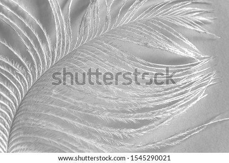 Bright picture of white feathers on white background. Texture of a bunch of white fluffy ostrich feathers closeup. Abstract blurry black and white feather background
