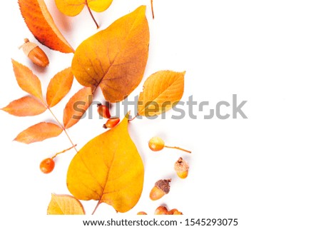 Autumn fall leaves from trees, rose hip. flat lay, top view. Composition for your design.