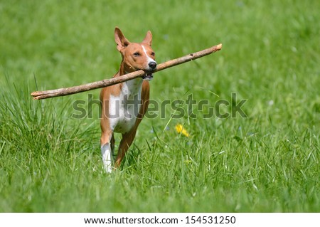 Basenji Dog with stick in the green meadow