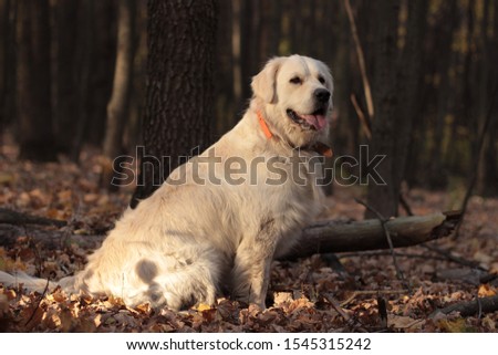 Dog in the autumn forest. Golden Retriever. A dog is a friend of man. The most faithful friend.