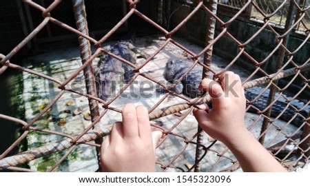 The boy's hand clings to an iron cage, watching two crocodiles locked in a safe distance.