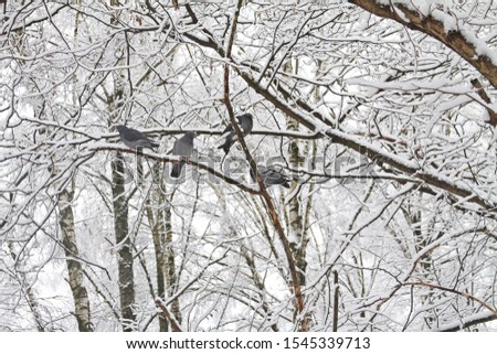The Pigeons Perched On Branches In Snow Covered Forest. Selective Focus.