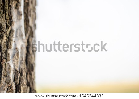 Old cement wall with the old wood