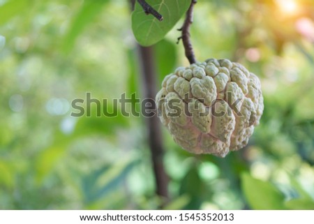  Custard apple tropical fruit on green tree in the garden. growing on a tree in garden at Thailand                                    