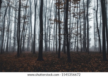 tall trees in fog in forest